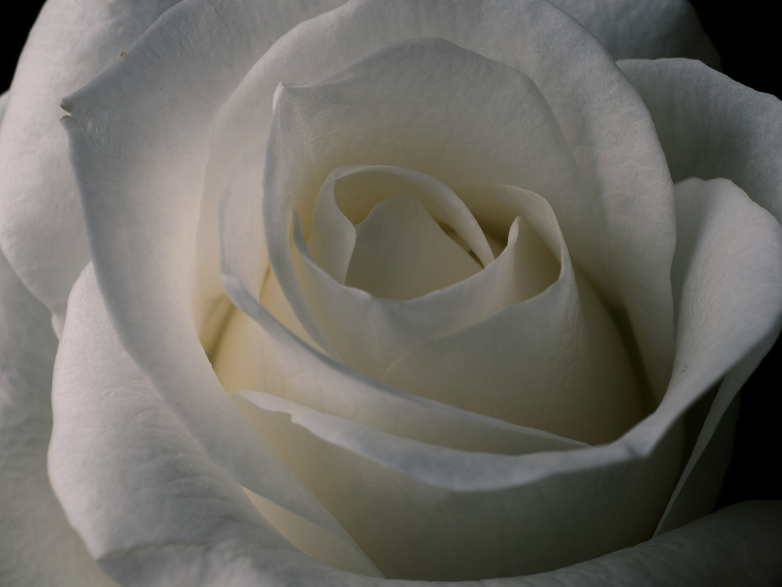 60 Incredible Beauty Affirmations to Feel Confident