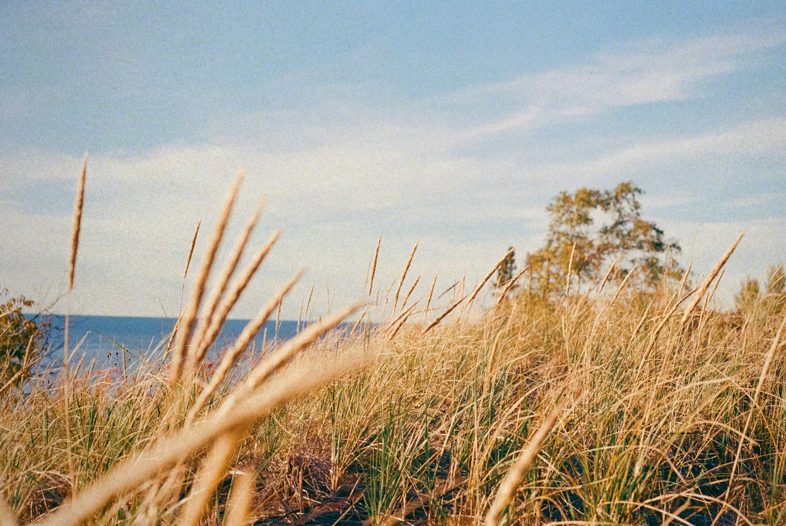 a featured image for a blog post about nature vibes quotes