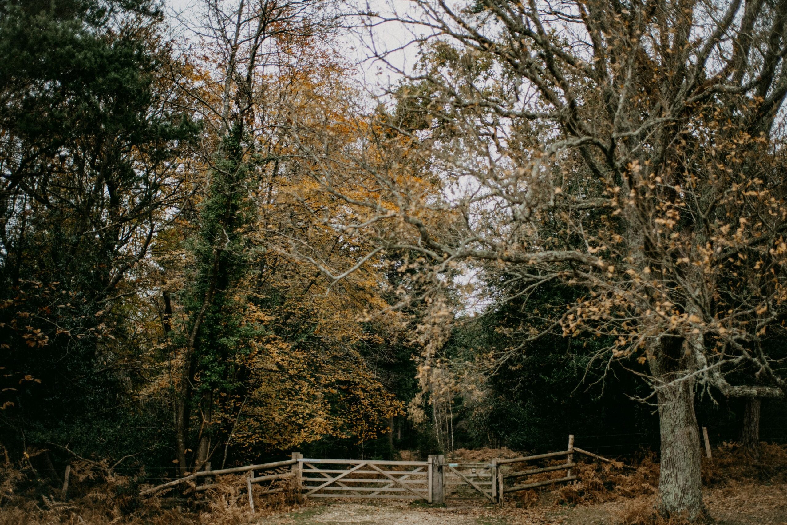 fall aesthetic photo