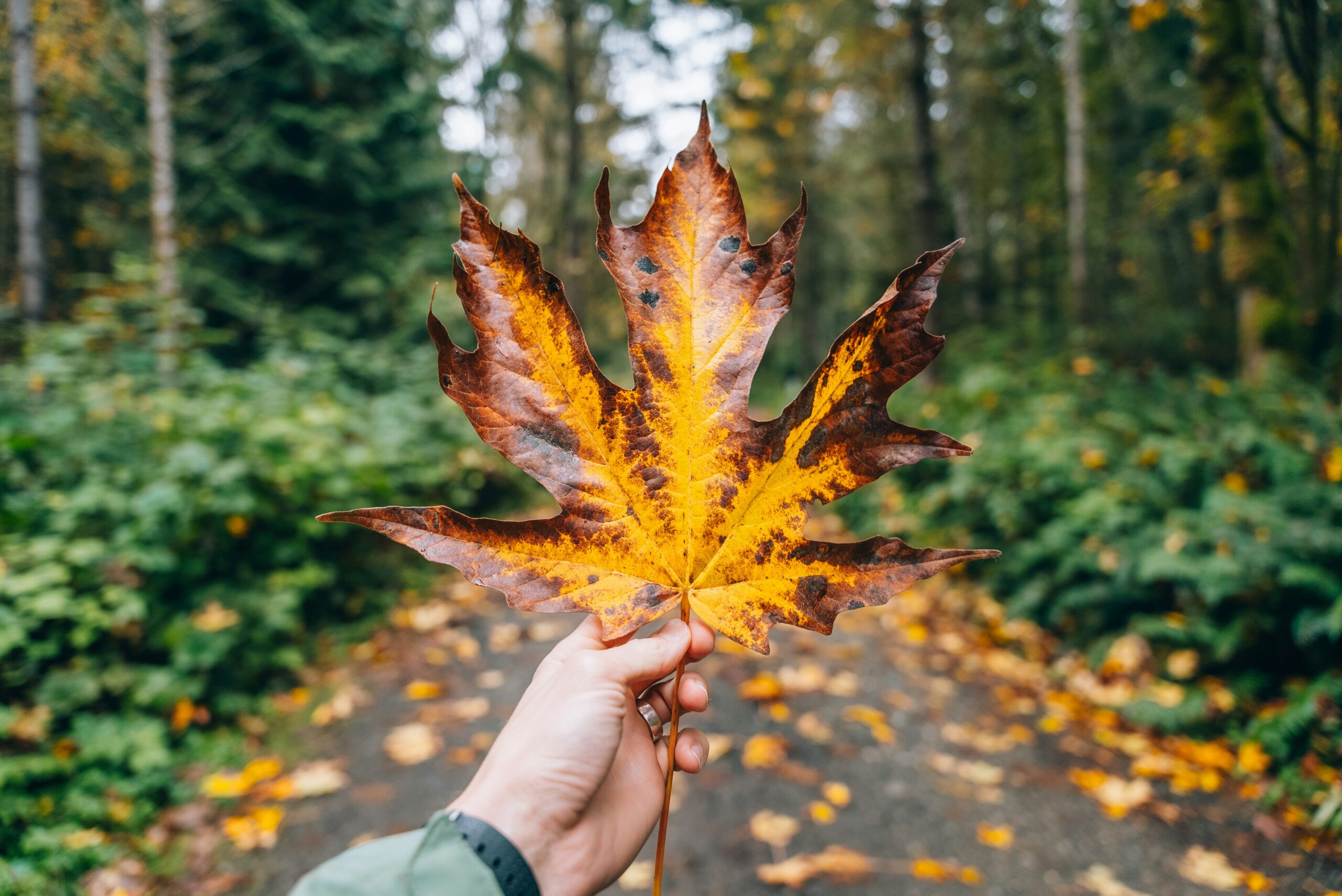 fall aesthetic photo