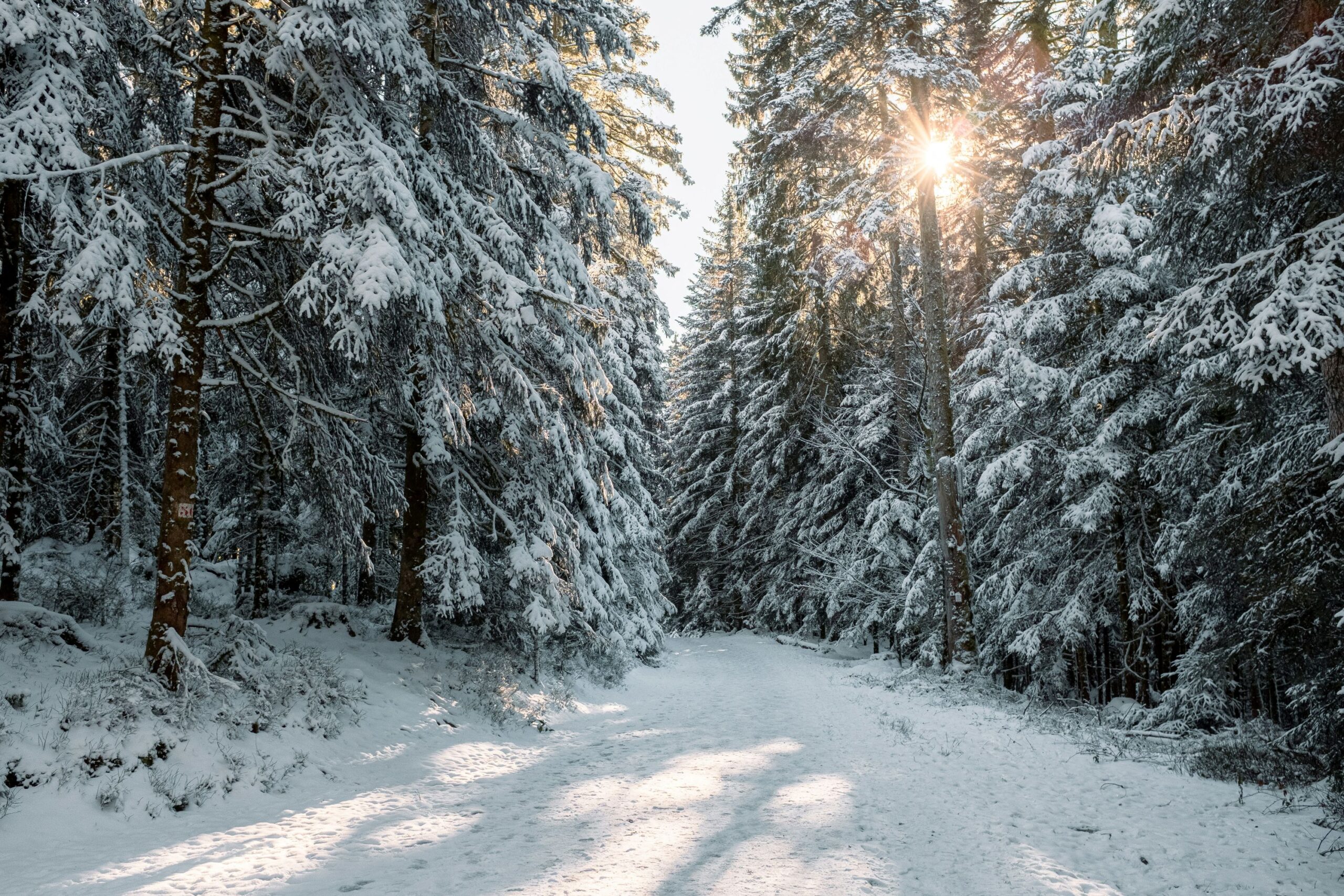 winter aesthetic photo